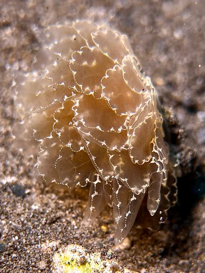 Cyerce elegans - Wailea, Wailea-Makena, HI 96753, USA