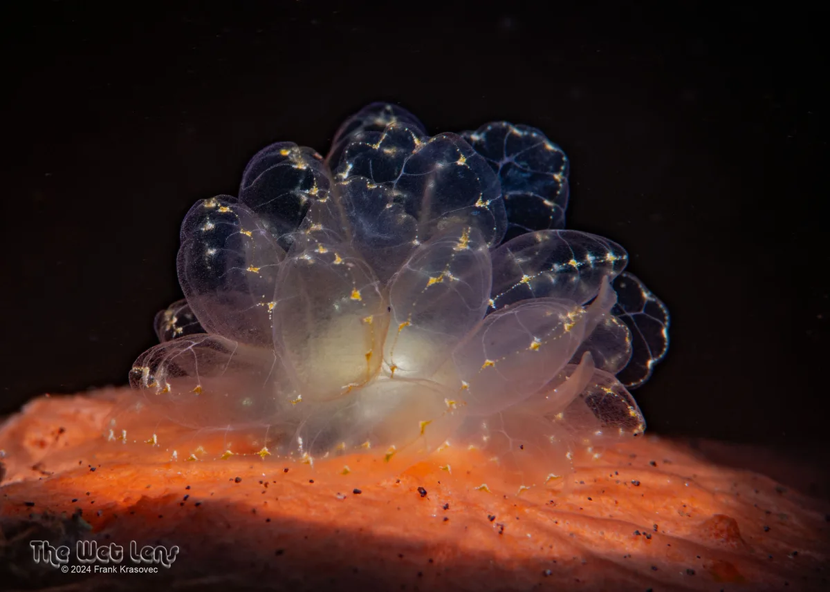 Cyerce elegans - Karang Asem, Bali, Indonesia