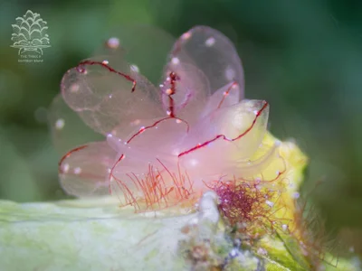 Cyerce elegans - Romblon, PH