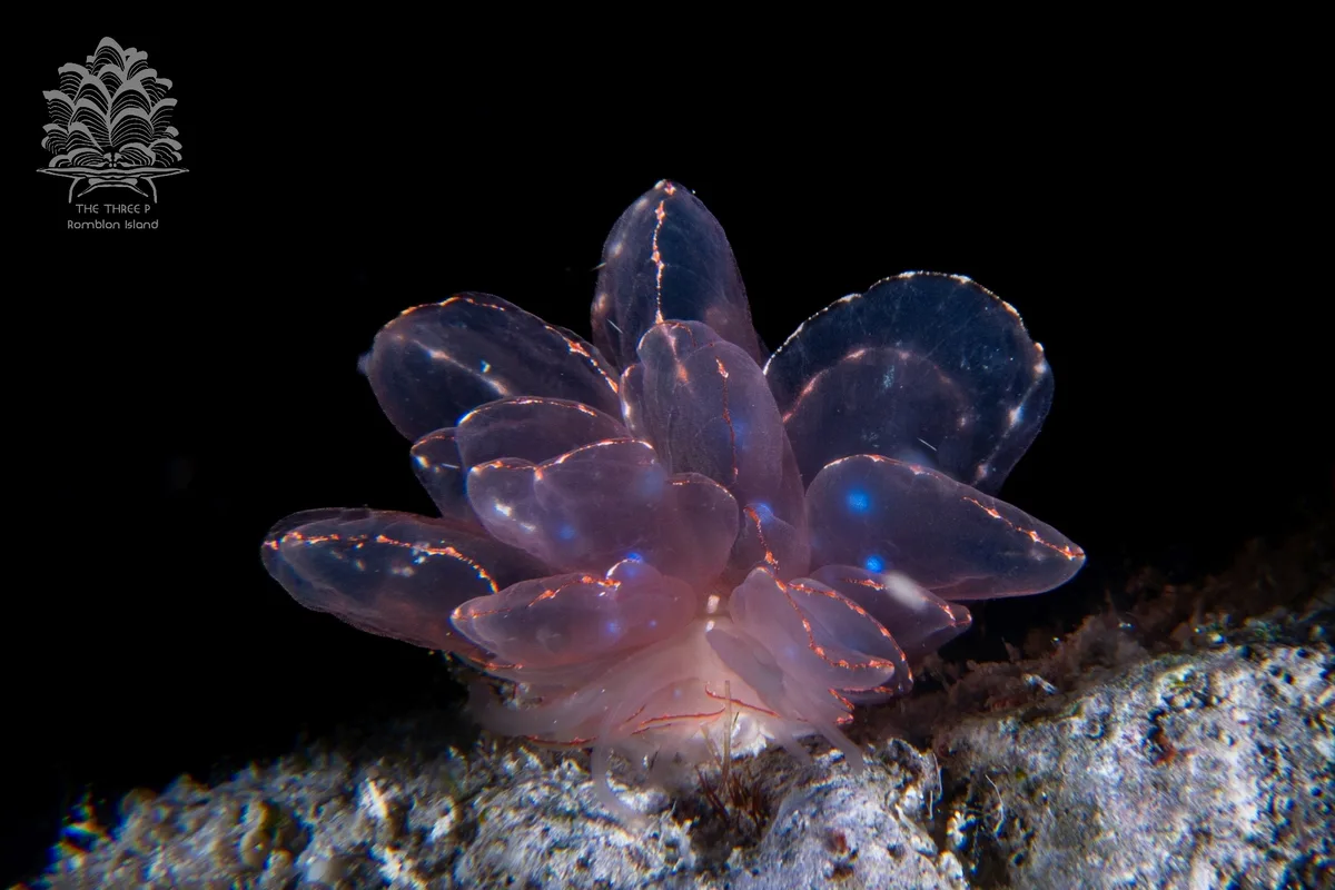 Cyerce elegans - Romblon, PH
