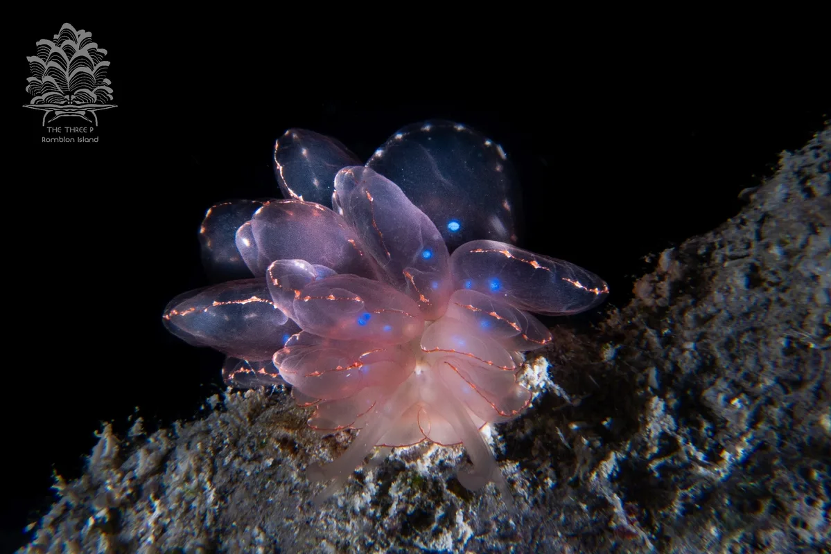 Cyerce elegans - Romblon, PH