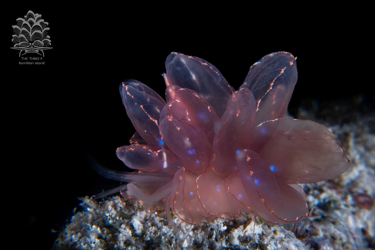 Cyerce elegans - Romblon, PH