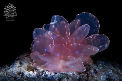 Cyerce elegans - Romblon, PH