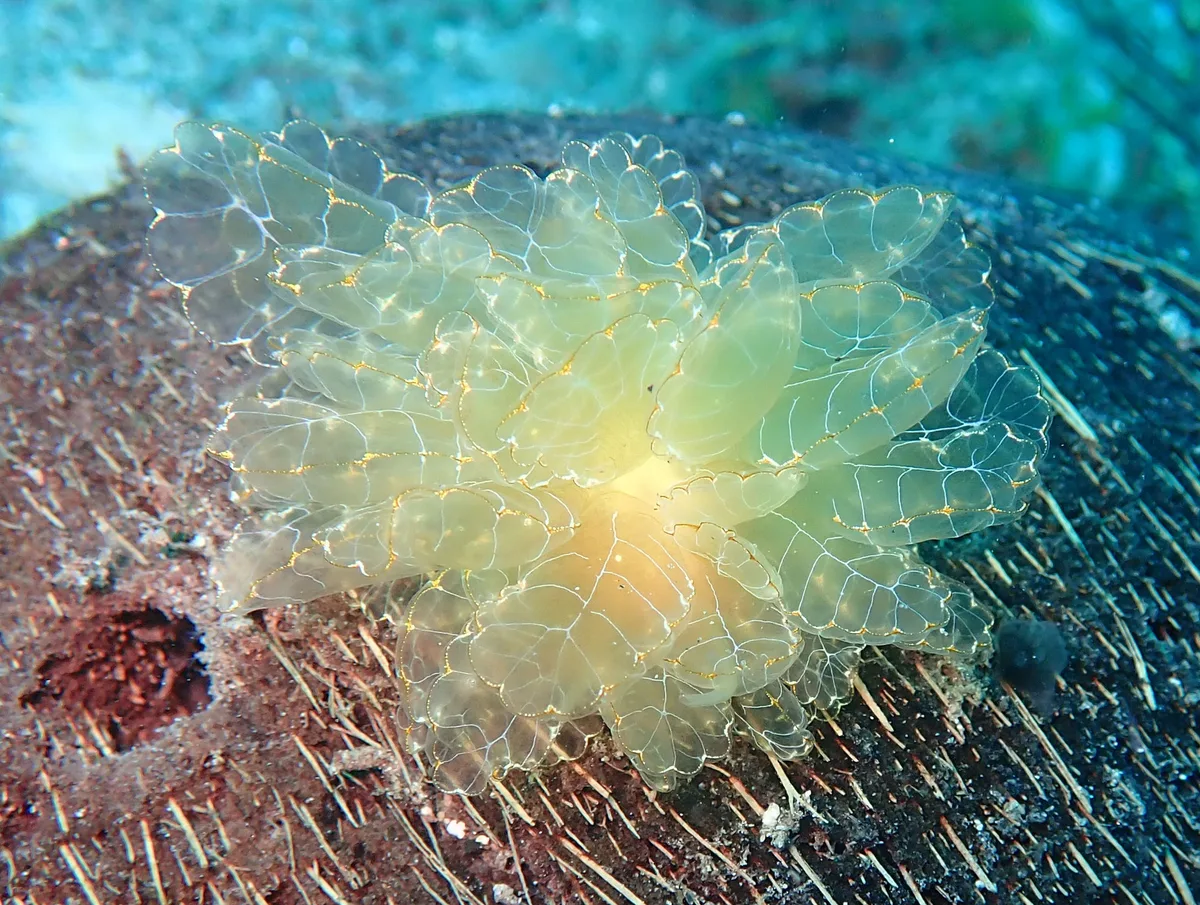 Cyerce elegans - Dauin, Negros oriental, Philippines