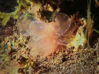 Cyerce elegans - Sunken yacht, Camiguin