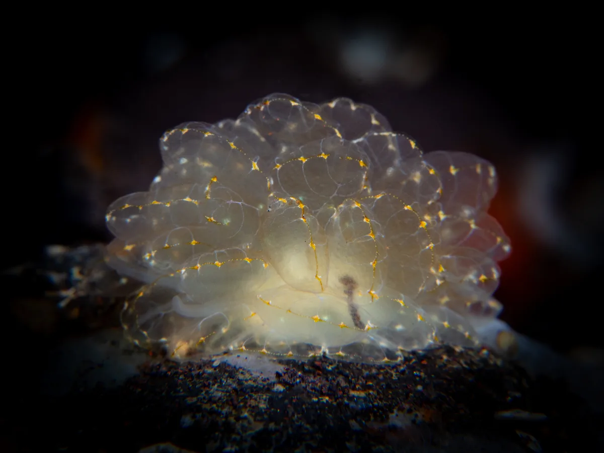 Cyerce elegans - Tulamben, Bali 80852, Indonesia
