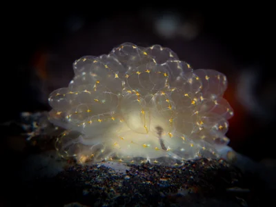 Cyerce elegans - Tulamben, Bali 80852, Indonesia
