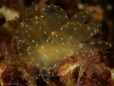 Cyerce elegans - Tulamben, Kubu, Karangasem Regency, Bali, Indonesia