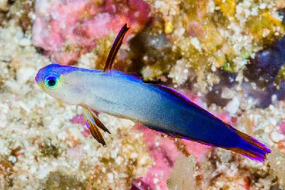 Exquisite Dartfish