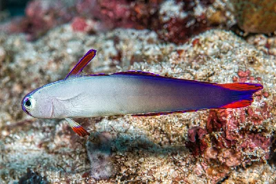 Exquisite Dartfish