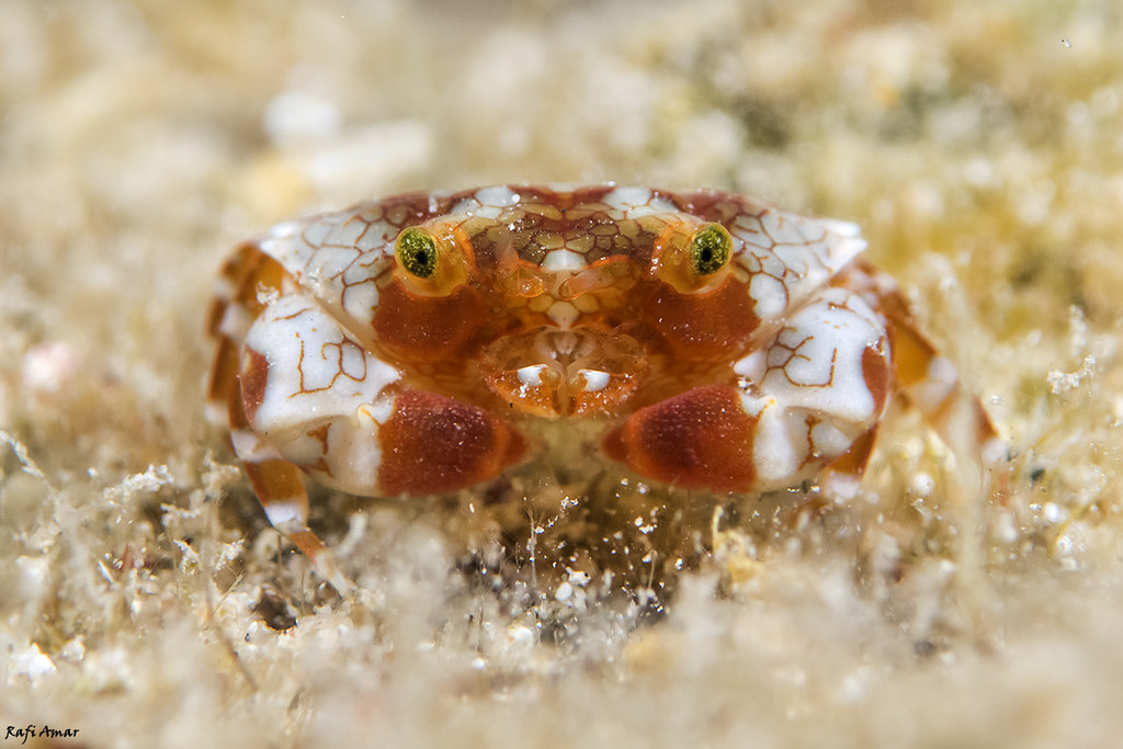 Pretty Reef Round Crab - Lophozozymus pulchellus