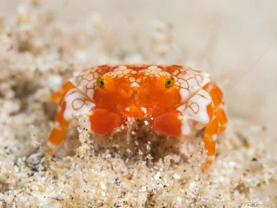 Pretty Reef Round Crab - Lophozozymus pulchellus