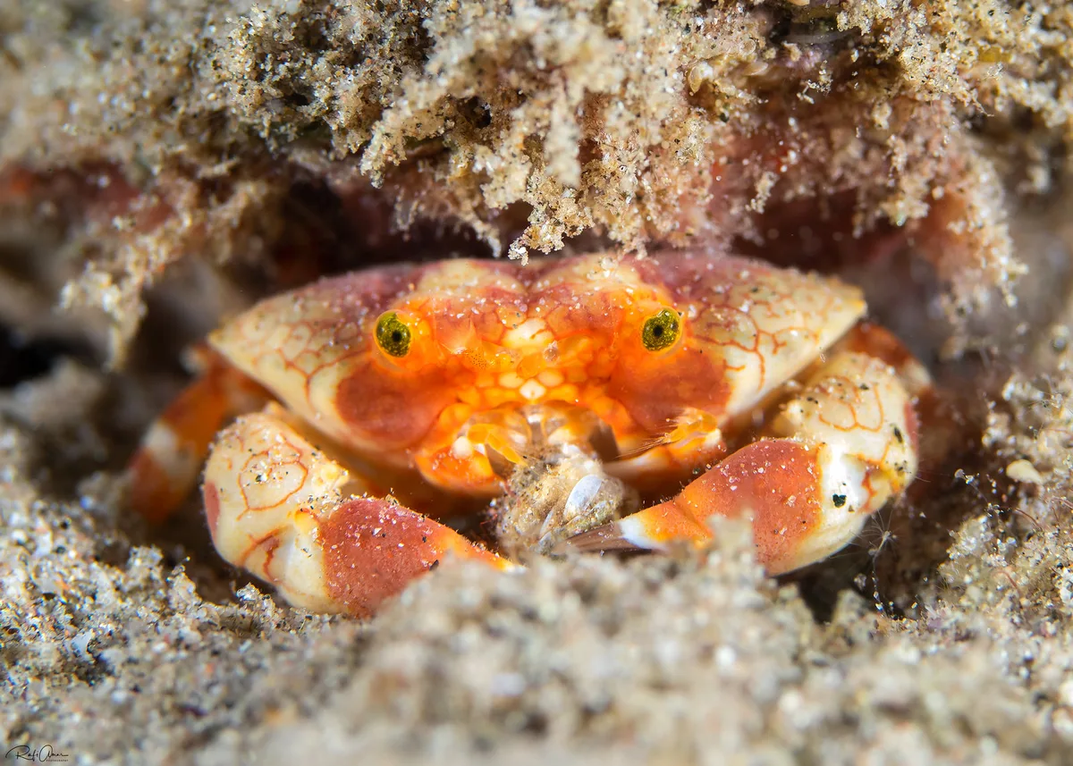Lophozozymus pulchellus
