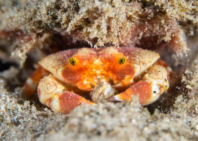 Lophozozymus pulchellus