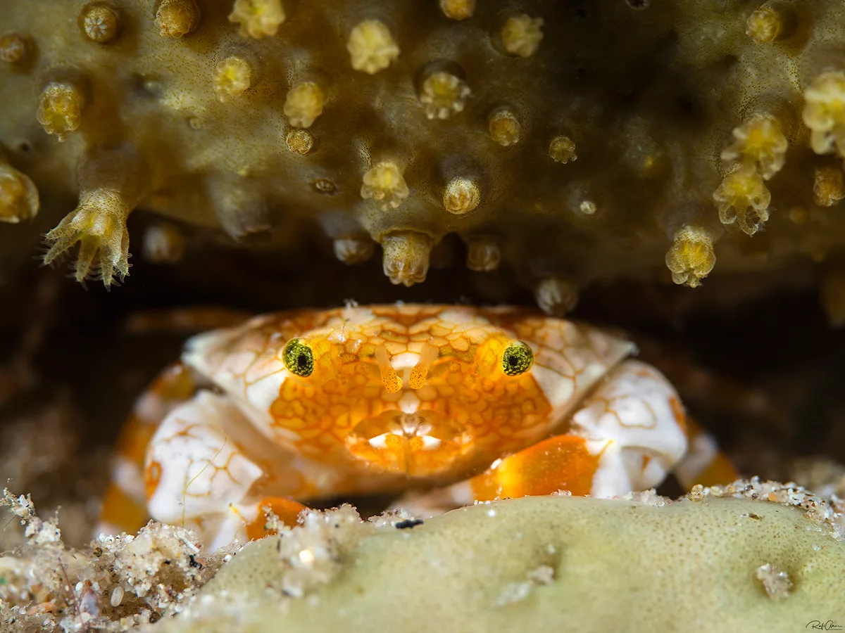 Pretty Reef Round Crab - Lophozozymus pulchellus