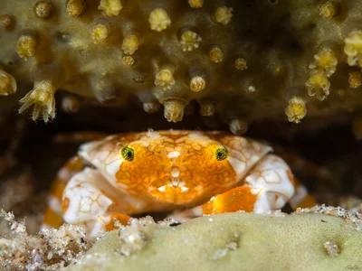 Pretty Reef Round Crab - Lophozozymus pulchellus