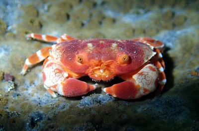 Lophozozymus pulchellus