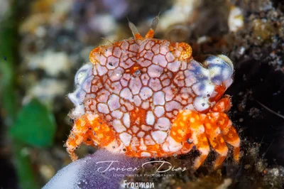 Lophozozymus pulchellus. Tulamben. Bali.
