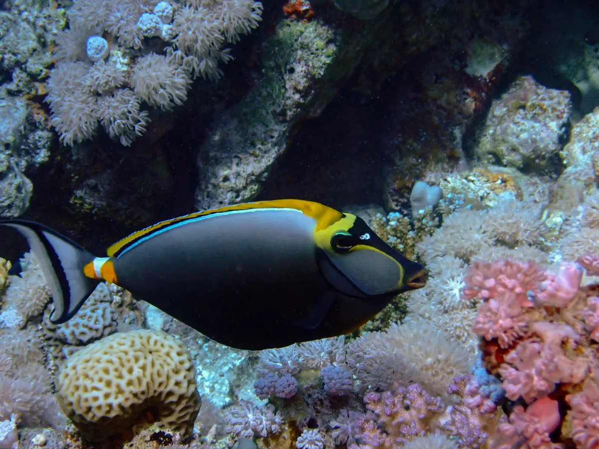 Elegant unicornfish