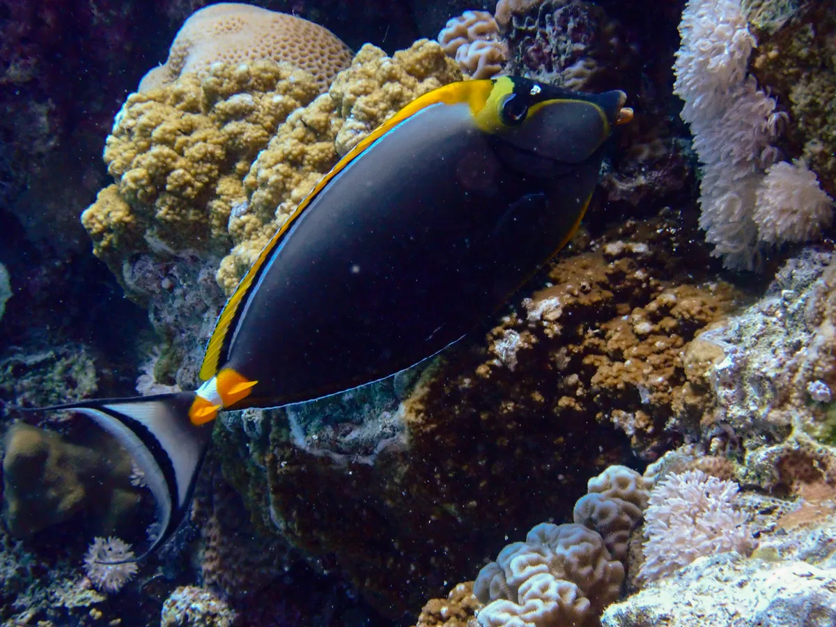 Elegant unicornfish