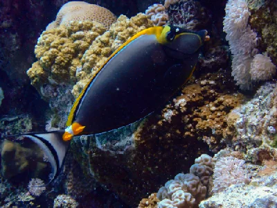 Elegant unicornfish