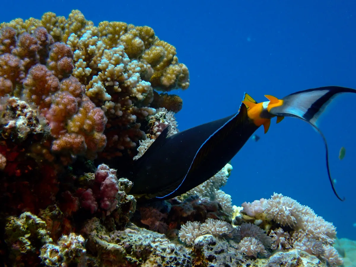 Elegant unicornfish