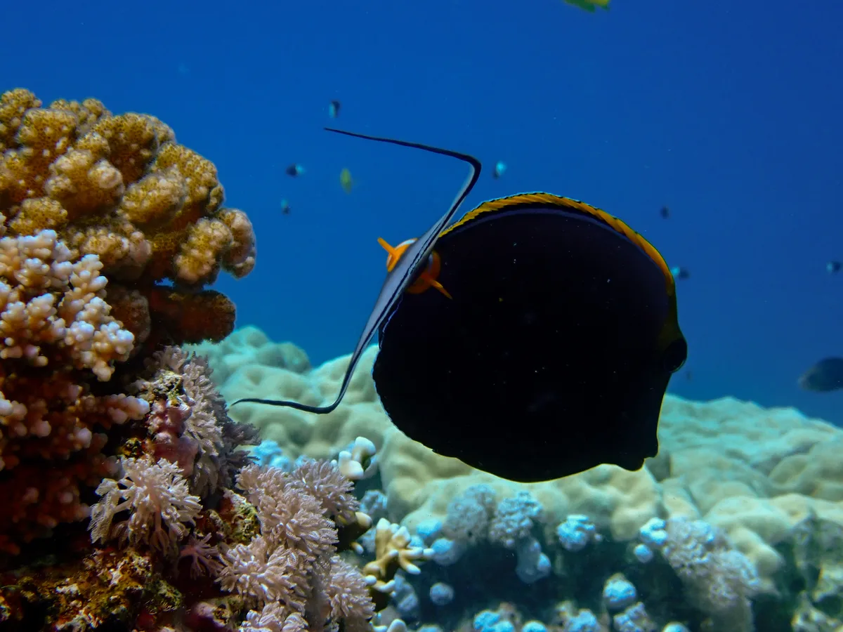 Elegant unicornfish