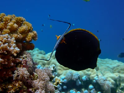 Elegant unicornfish
