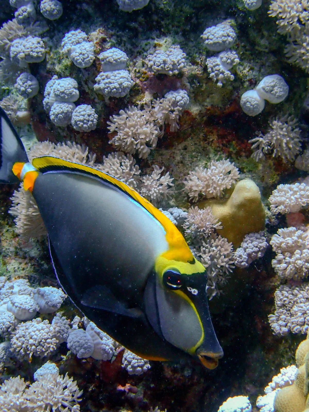 Elegant unicornfish