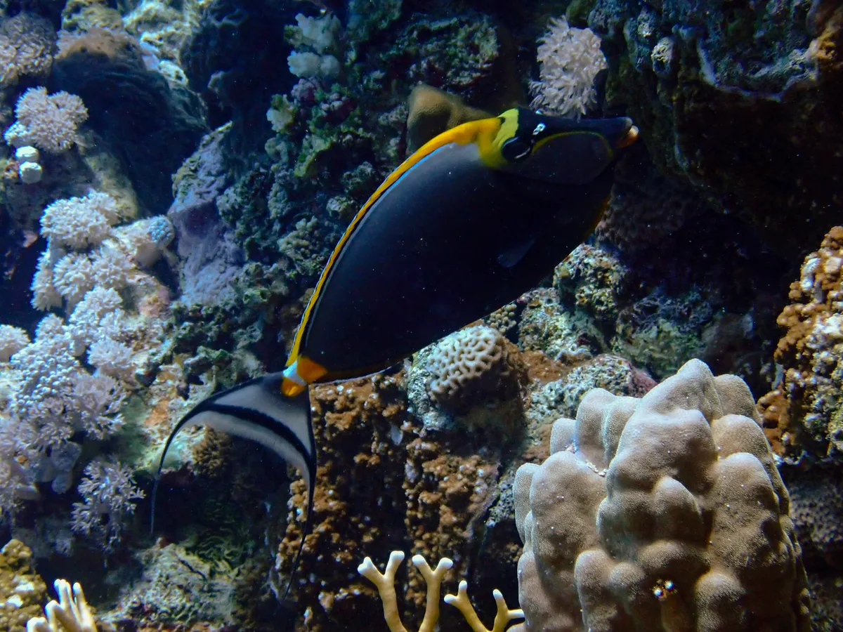 Elegant unicornfish
