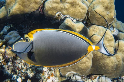 Elegant unicornfish - Naso elegans