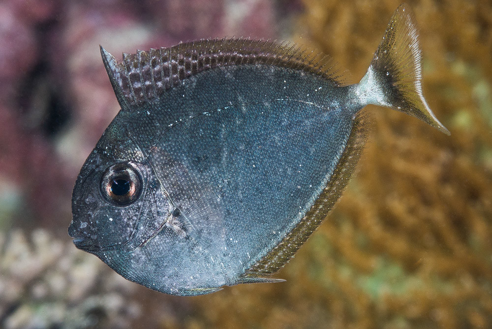 Elegant Unicornfish, young juvenile - Naso elegans