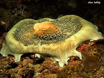 Corallimorphs  anemone (Amplexidiscus fenestrafer)