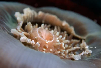 Corallimorpharians (Amplexidiscus fenestrafer)