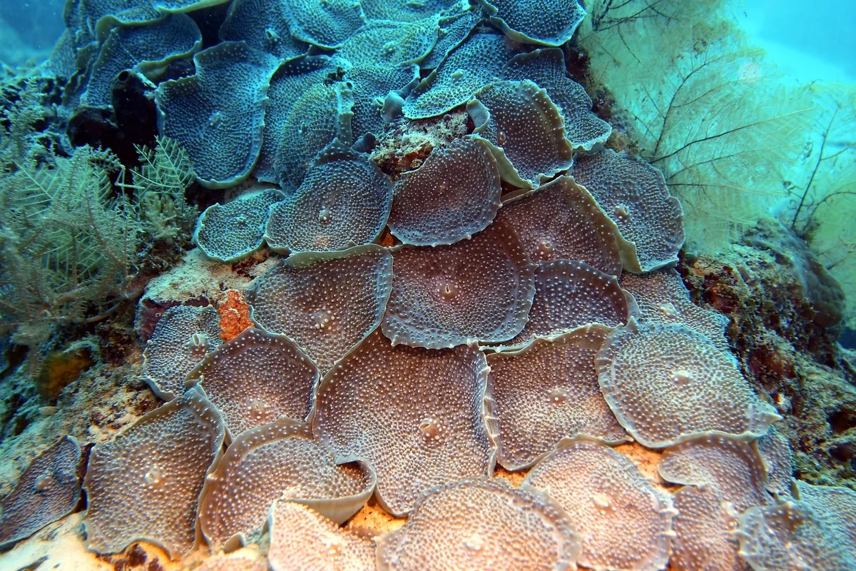 Amplexidiscus fenestrafer