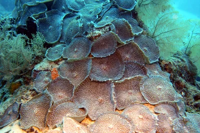 Amplexidiscus fenestrafer