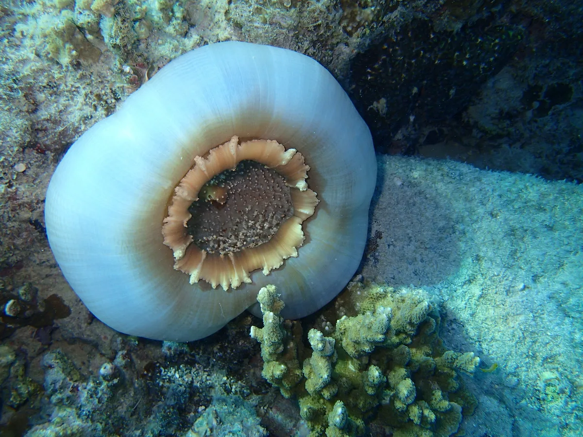 Giant Elephant Ear Mushroom coral (amplexidiscus fenestrafer).