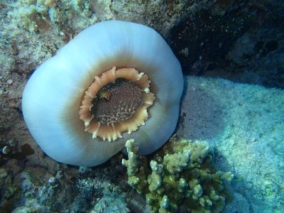 Giant Elephant Ear Mushroom coral (amplexidiscus fenestrafer).
