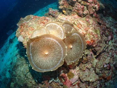 Corallimorpharians