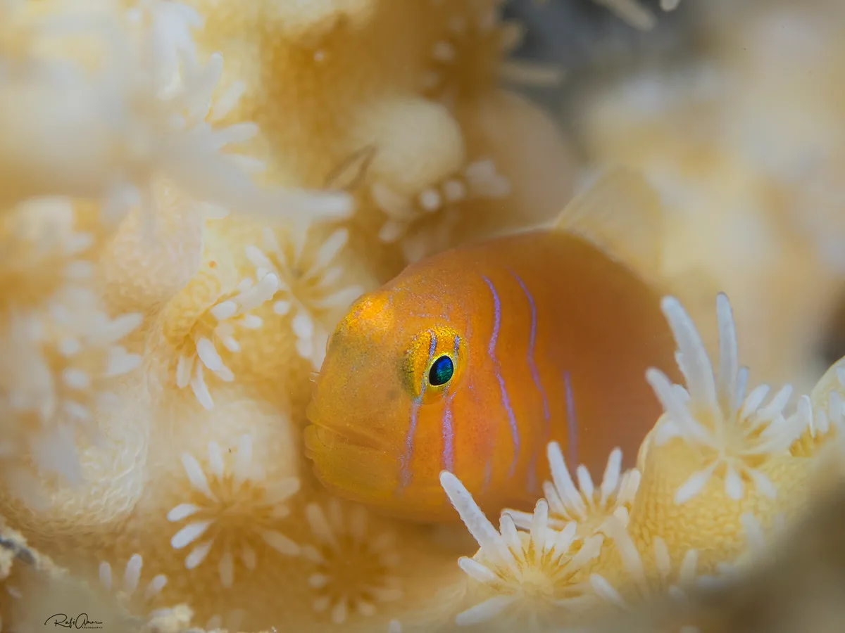 Elongate Coralgoby