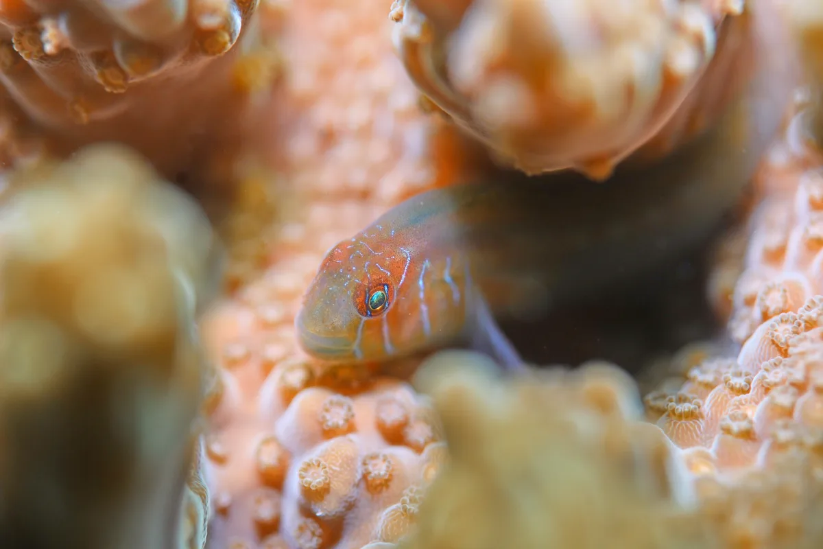 Elongate Coralgoby
