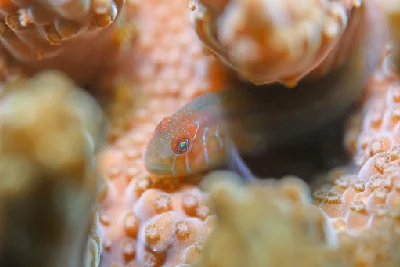 Elongate Coralgoby