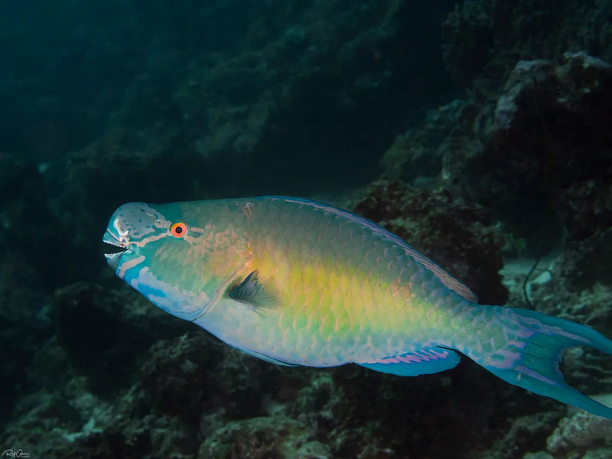 Ember Parrotfish