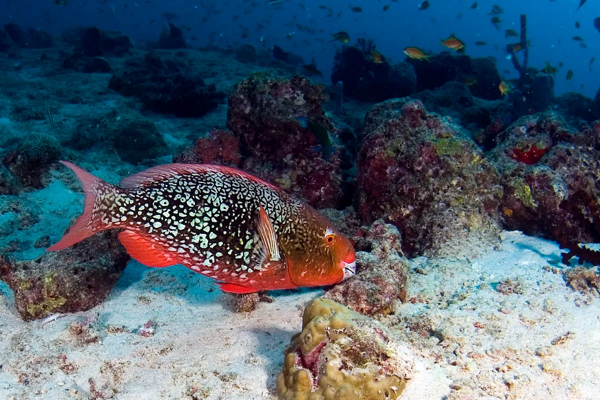Ember Parrotfish - female