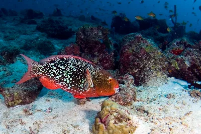 Ember Parrotfish - female