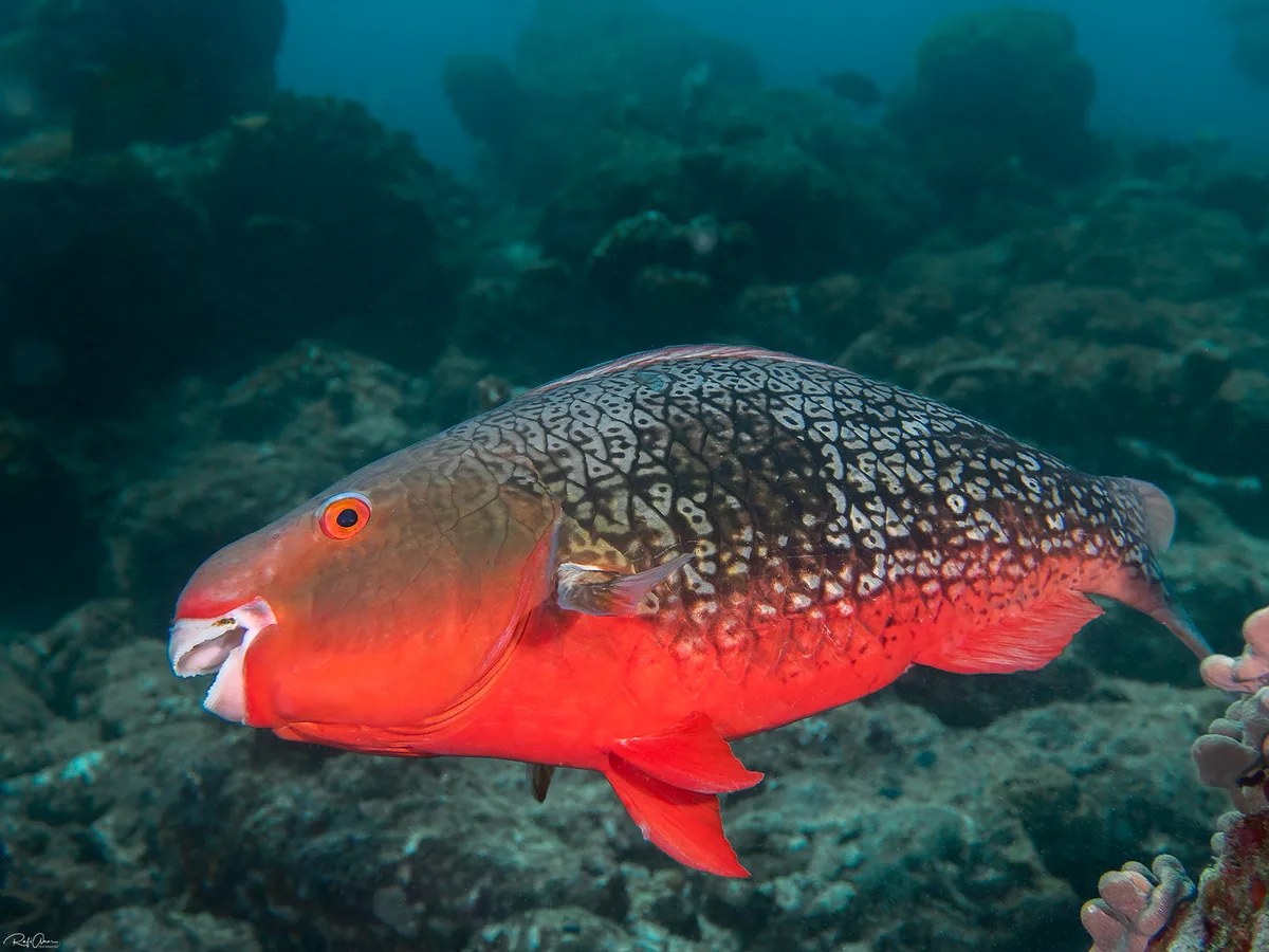 Redlip Parrotfish - Female - Scarus rubroviolaceus
