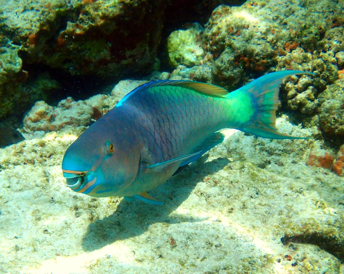 Ember Parrotfish - ♂ (Scarus rubroviolaceus)