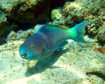 Ember Parrotfish - ♂ (Scarus rubroviolaceus)