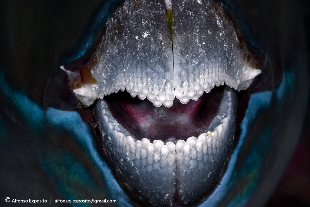 Pez Loro (Scarus rubroviolaceus)