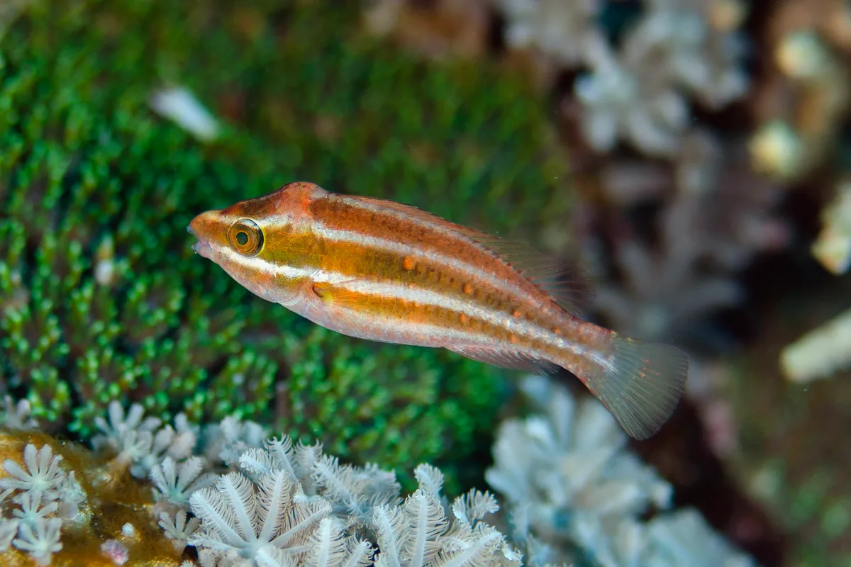 Scarus rubroviolaceus - Selu Island, Makatian, Wer Maktian, Tanimbar Islands, Maluku, Indonesia